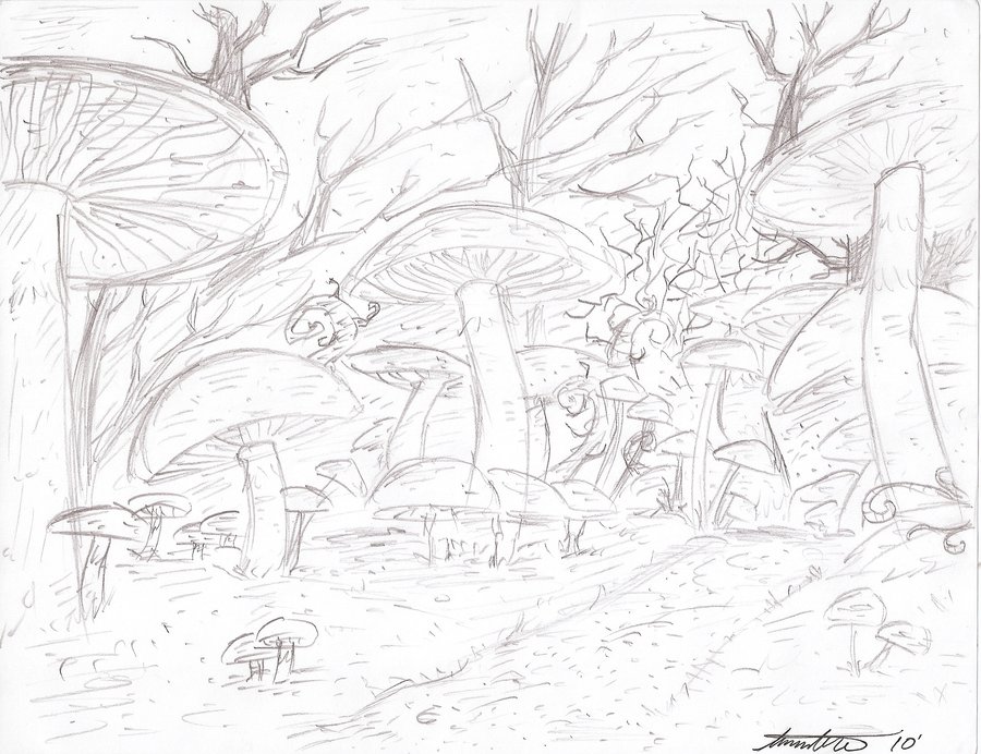 900x692 The Mushroom Forest By Trulytranian