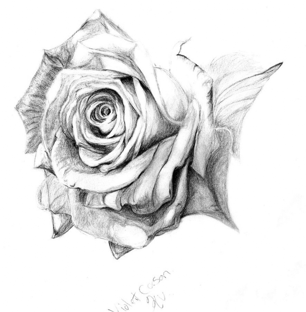 1005x1024 Pencil Drawing Of Roses Best Photos Of Rose Drawings In Pencil