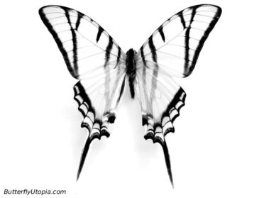 372x279 Drawn Butterfly Realistic
