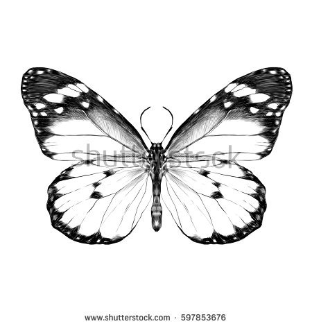 450x470 Drawn Ivy Butterfly