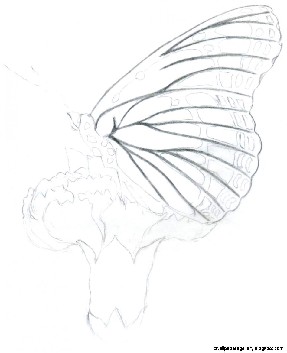 949x1168 Easy Butterflies Drawings In Pencil Wallpapers Gallery