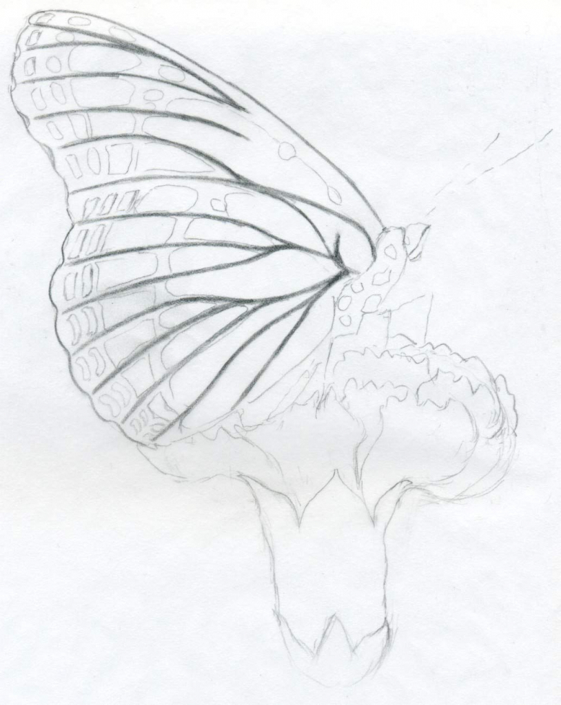 814x1024 Pencil Drawings Of Butterflies And Flowers Butterfly And Flower