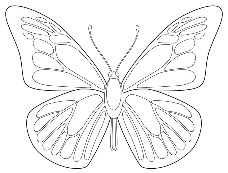 736x557 Drawn Pice Butterfly