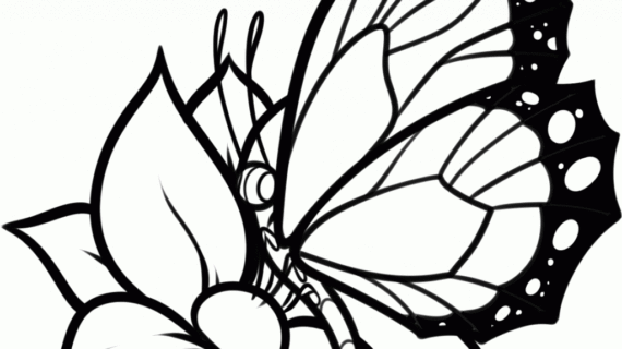 570x320 Easy Butterfly Drawing How To Draw A Butterflyeasystep