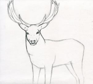 Pencil Drawing Of Deer at GetDrawings | Free download