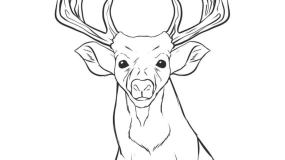 570x320 A Drawing Of A Deer Deer Realistic Art, Pencil Drawing Images