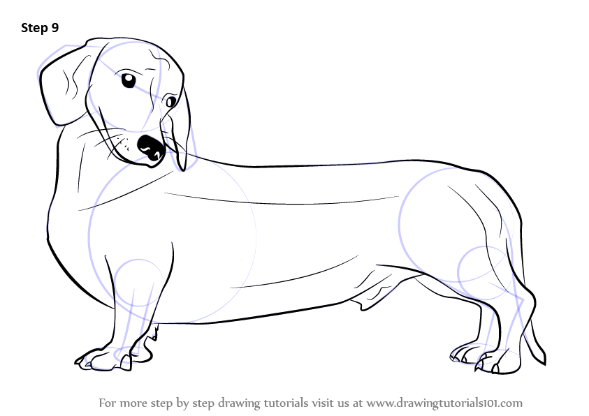 843x596 Learn How To Draw A Wiener Dog (Dogs) Step By Step Drawing Tutorials