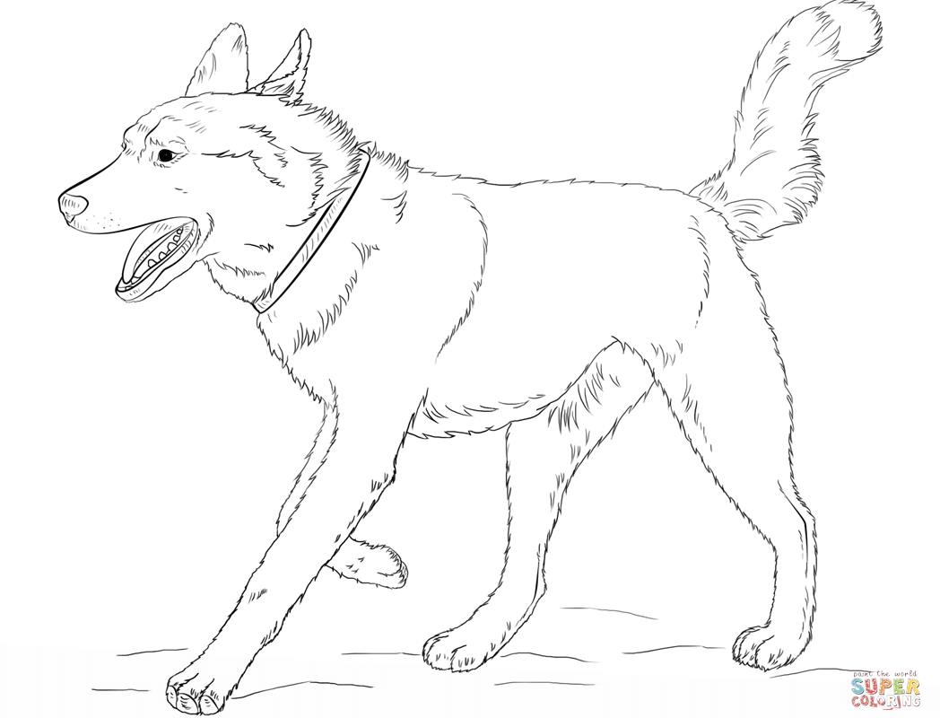 1048x800 Siberian Husky Coloring Page Pencil Drawing Free Printable Pages