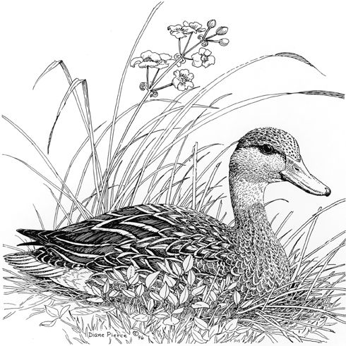 490x491 Drawing Pencil On Paper Beautiful, Duck Pond Drawing