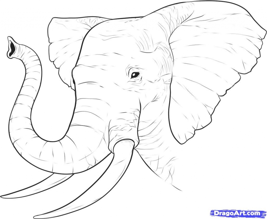 1024x841 How To Draw Elephant How To Draw A Realistic Elephant Draw Real