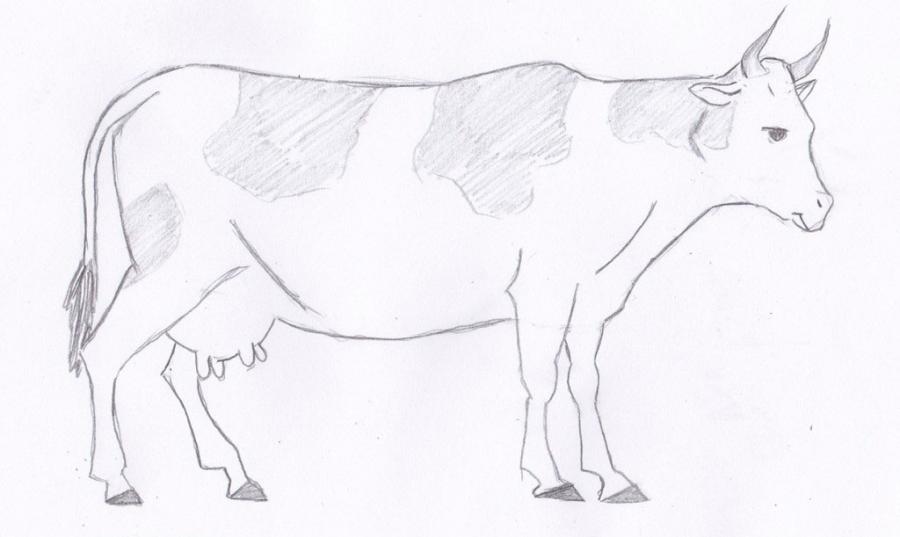 900x537 How To Learn To Draw An Elephant A Simple Pencil Step By Step