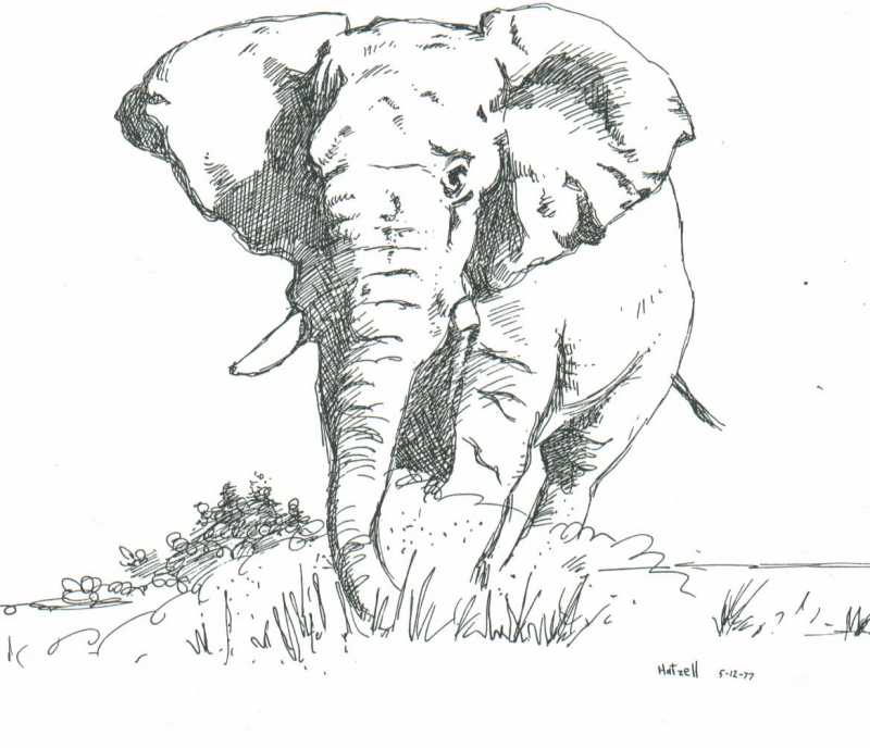 800x688 Asian Elephant Pencil Drawing
