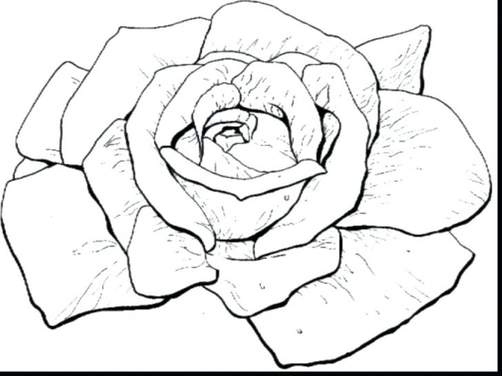 728x546 Coloring Pages Christmas Presents Of Flowers Rose Is Beautiful