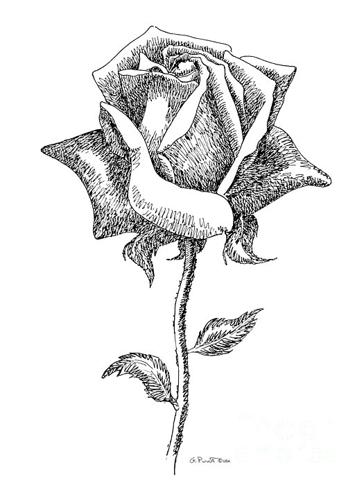 525x700 Drawing Images Of Rose Flowers Rose Flower Pencil Drawing Rose