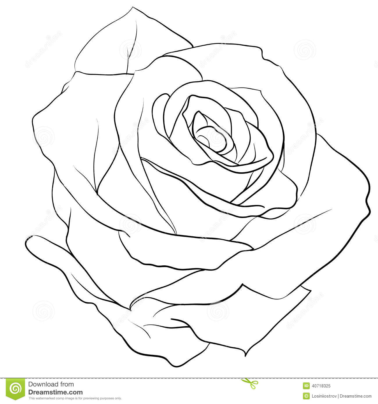 1300x1390 On Realistic Rose Drawing Outline