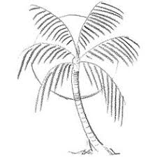 225x225 Image Result For Palm Tree Sketch Print, Trace, Draw, Write