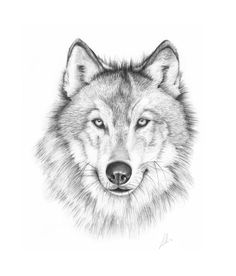 236x276 Majestic Wolfs