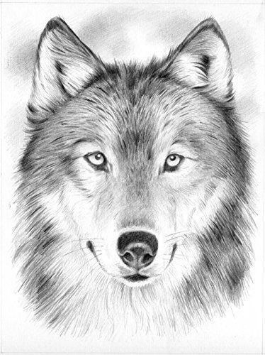 374x500 Reeves Wolf Sketching By Numbers, Medium Arts, Crafts