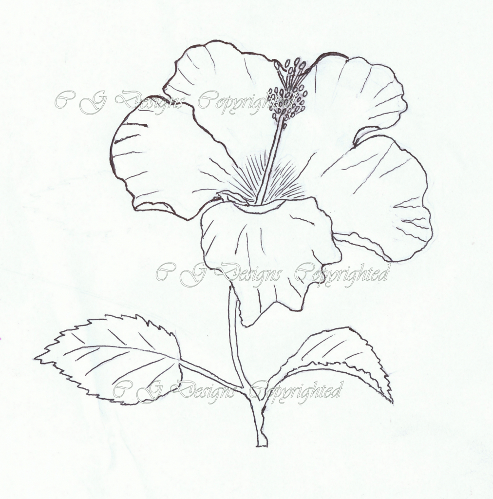 1012x1024 Hibiscus Flower Pencil Drawing