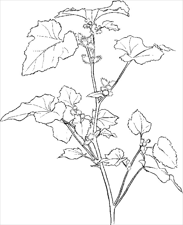 600x738 Drawing Pictures, Pencil Drawing Images