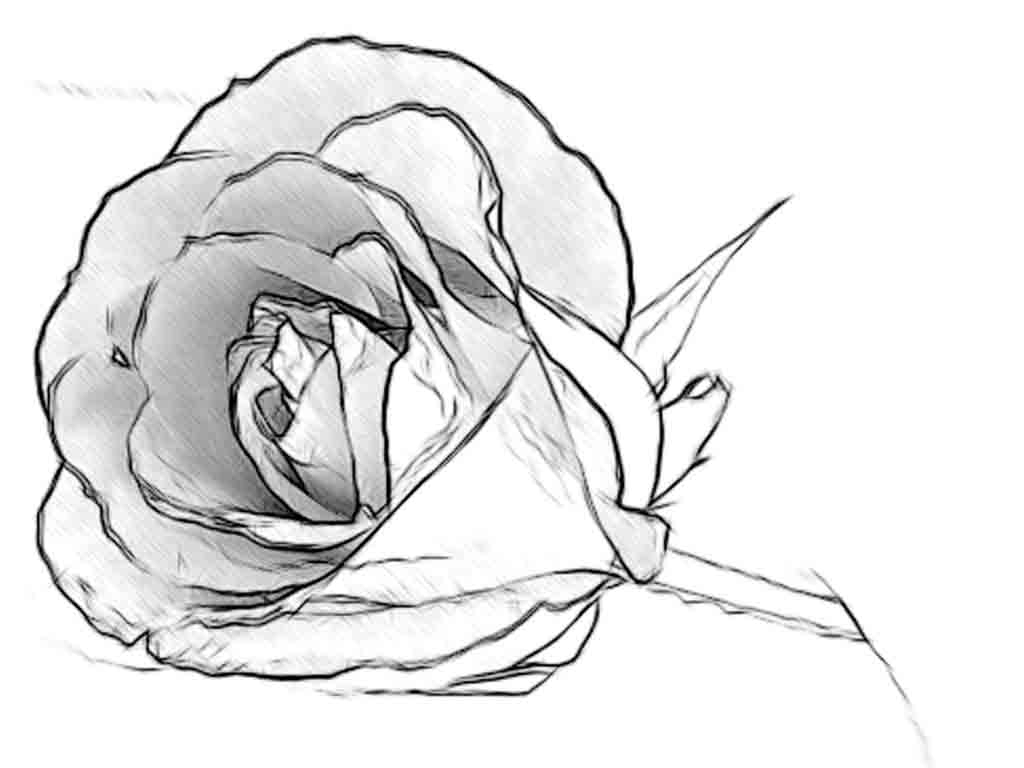 1024x768 Flowers Drawings In Pencil For Kids Simple Rose Drawings In Pencil