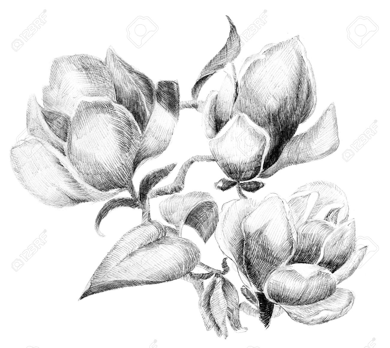 1300x1161 Bud Of Flowers Pencil Drawing Flower Sketch Bouquet Hand Drawing