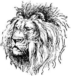 235x252 Lion Drawings Bold And Beautiful