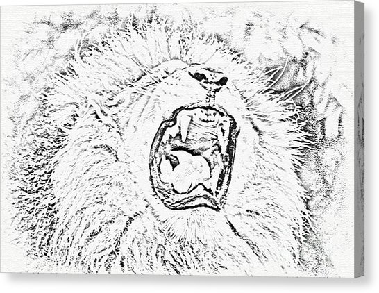 546x422 Lion Pencil Drawing Canvas Prints