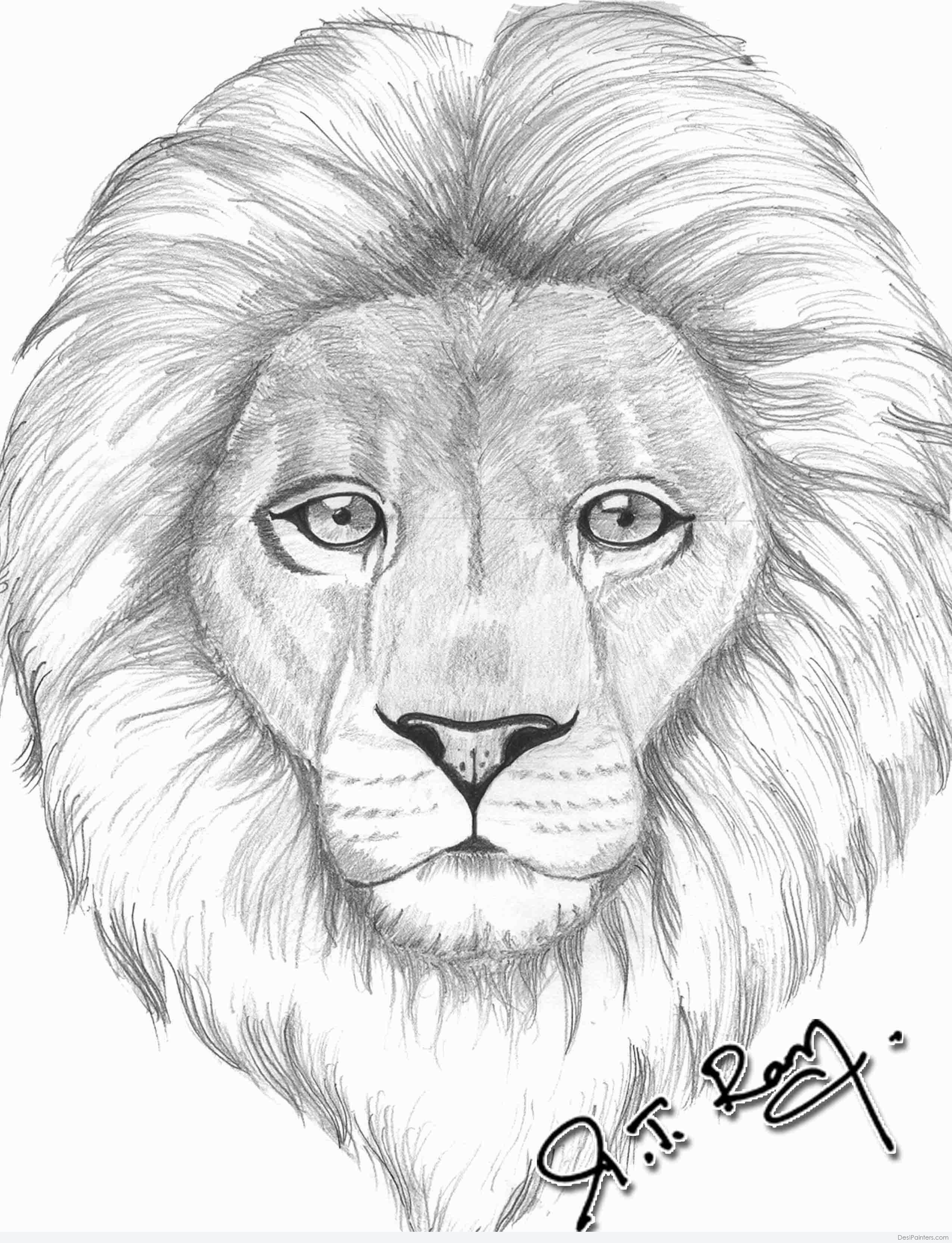 2550x3330 Pencil Sketch Of Lion