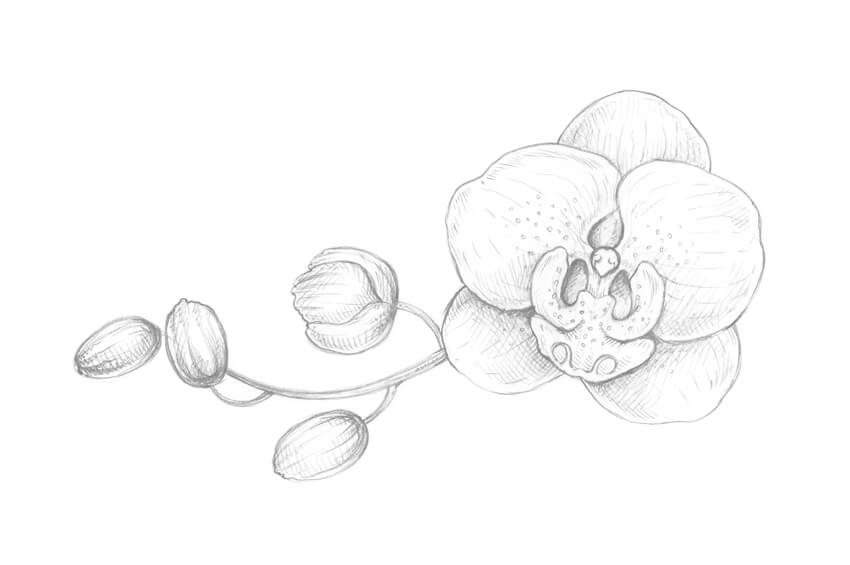 850x565 How To Draw An Orchid With Pastel Pencils