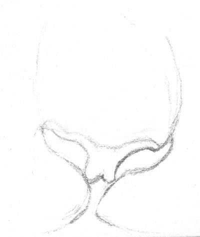 400x474 Drawing Realistic Tiger With Pencil