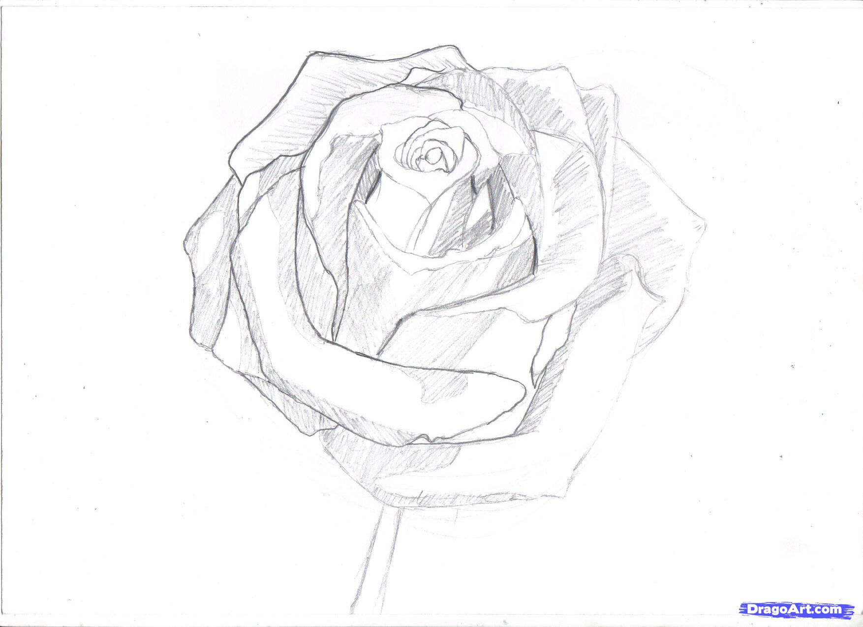 1754x1275 Hoontoidly Rose Drawings In Pencil Step By Step Images Home