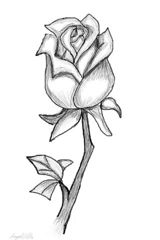 320x480 Luxury Design Rose Drawn How To Draw A Step By