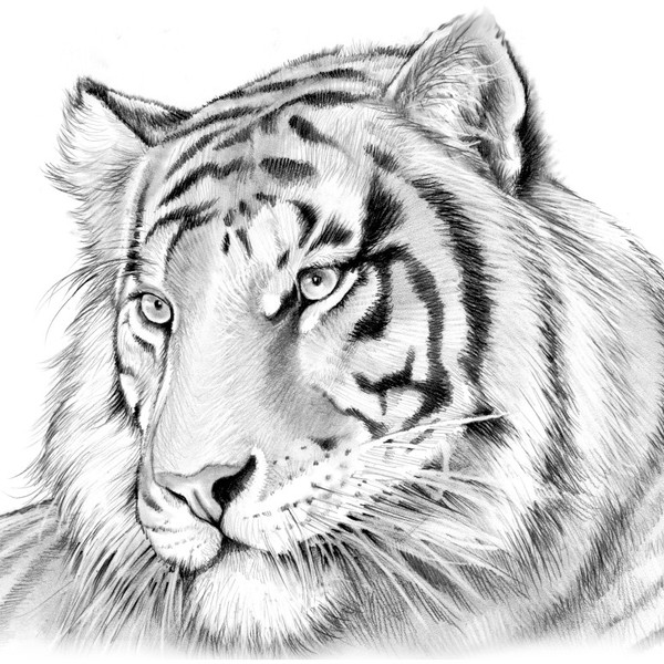 600x600 Tiger Pencil Sketches Drawn Tiger Sketching Pencil And In Color