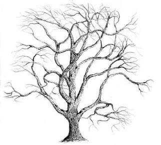 322x291 Drawings Of Oak Trees In Pencil