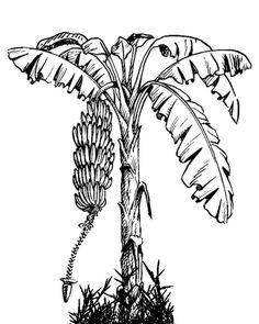 236x295 Pictures Banana Tree Pencil Drawing,