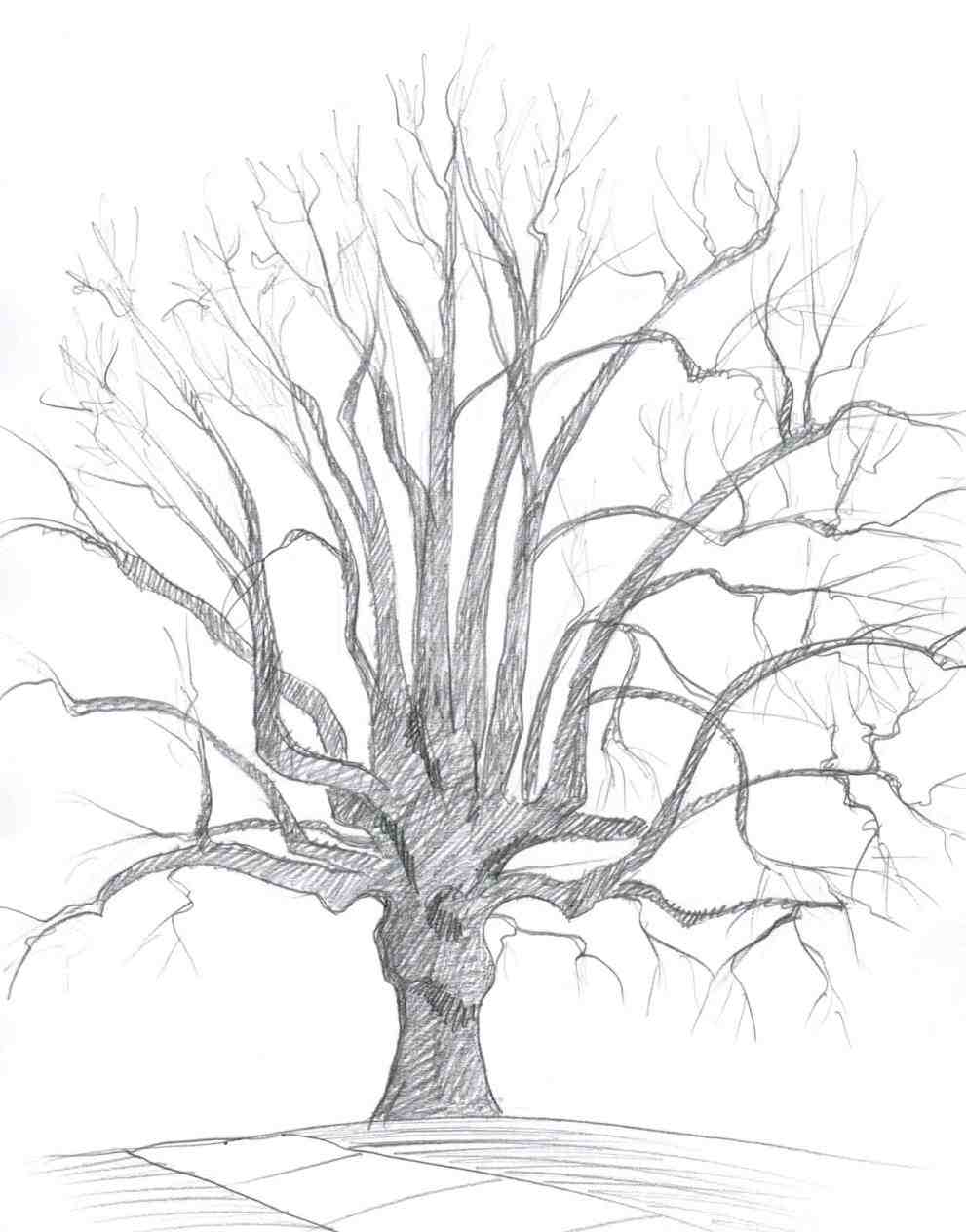 991x1264 Of Trees Art U Skethes Twisted Tree By Christmas Crafts For Kids