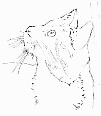 200x230 How Can You Draw A Cat From Life Using Graphite Pencils