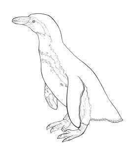 266x302 How To Draw A Penguin 8 Steps