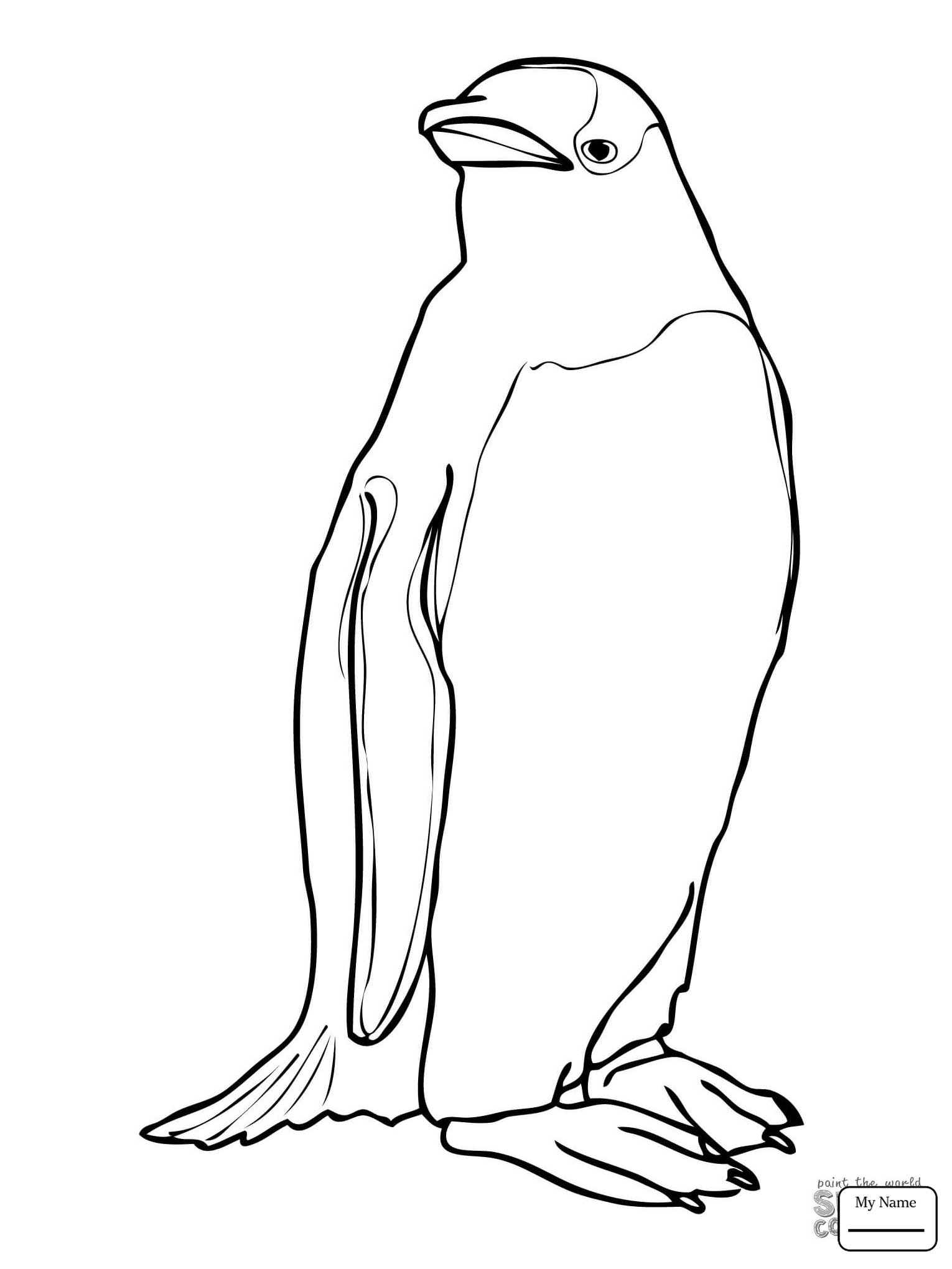 1530x2040 Birds Gentoo Penguin Walks Coloring Pages