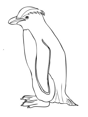 360x480 Fiordland Penguin Coloring Page Free Printable Coloring Pages