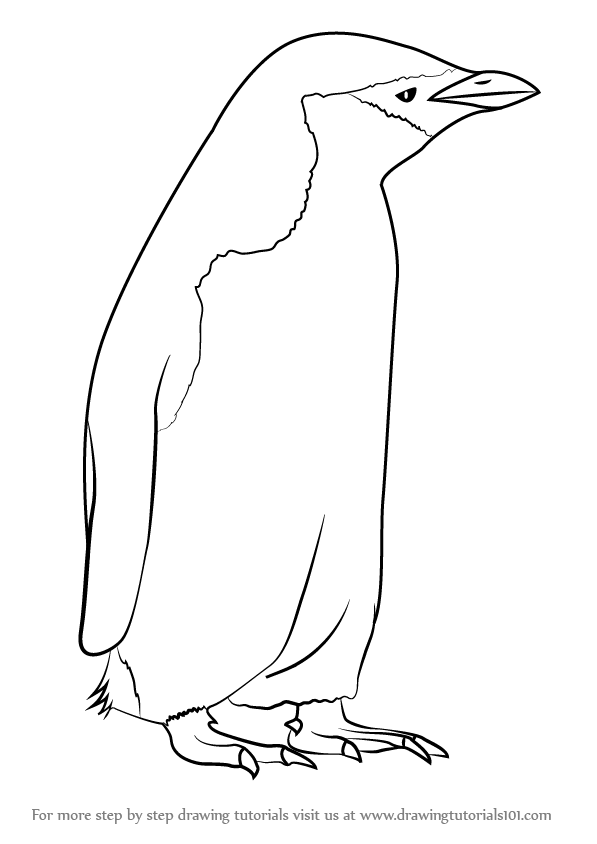 597x844 Learn How To Draw A Chinstrap Penguin (Antarctic Animals) Step By