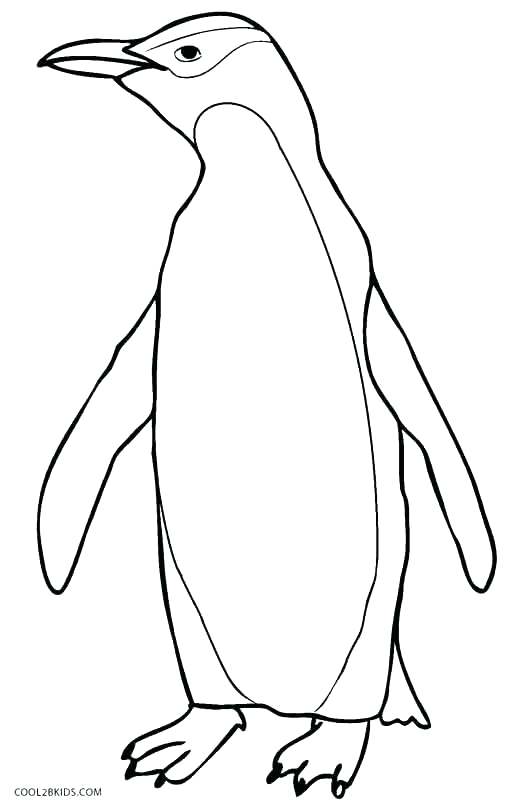 519x800 Penguin Coloring Pages Free Download Penguin Coloring Pages