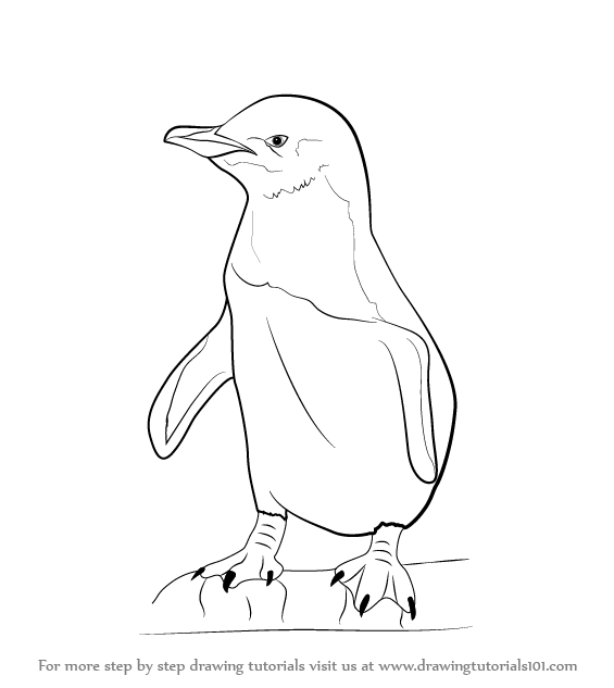 565x633 Learn How To Draw A Little Blue Penguin (Antarctic Animals) Step