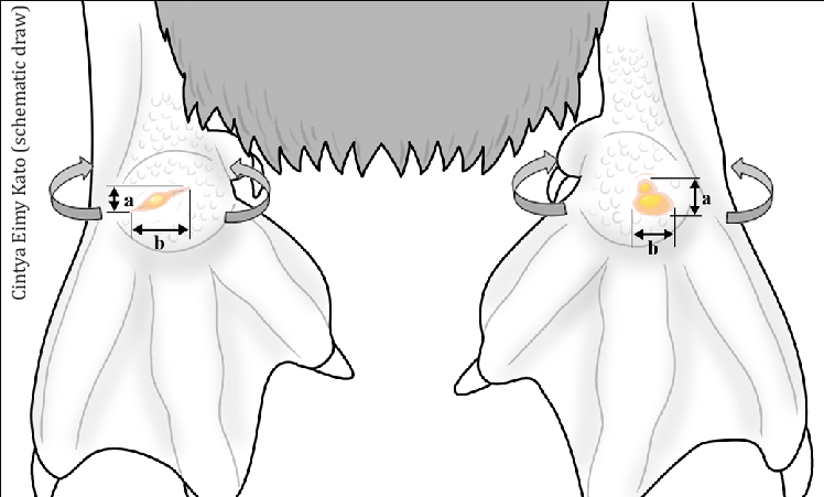 748x451 Schematic Drawing Showing Measurements Bumblefoot Lesion