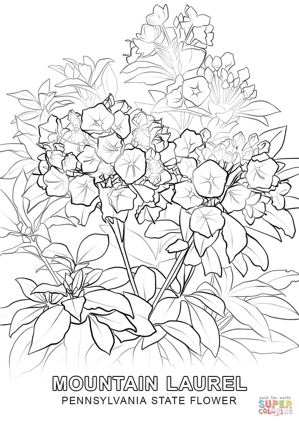 1020x1440 Pennsylvania State Flower Coloring Page Free Printable Coloring