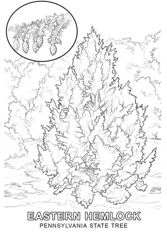 340x480 Pennsylvania State Tree Coloring Page Free Printable Coloring Pages