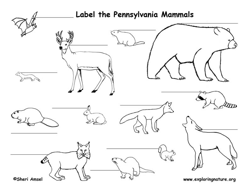 792x612 Pa Wildlife