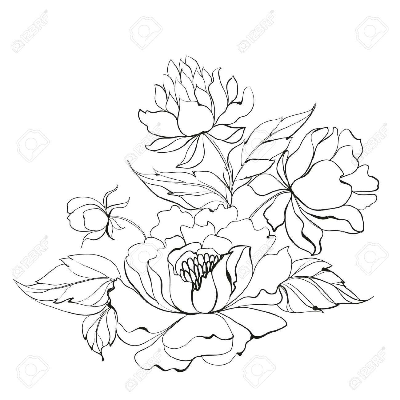 1300x1300 Japanese Peonies Clipart