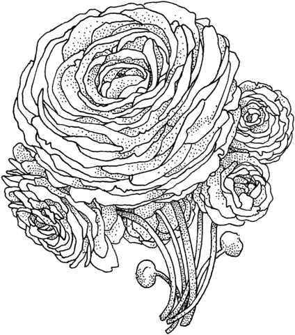 424x480 Peony Flower Coloring Page Free Printable Coloring Pages